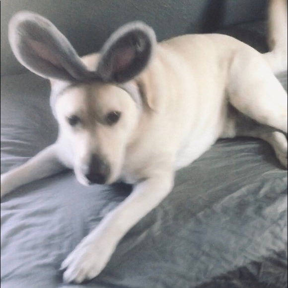 Meet your Posher, Danny - Picture 3 of 7